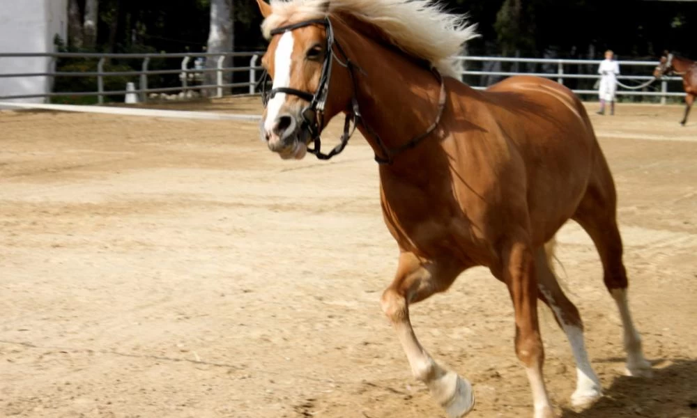 Πώς τα άλογα βοηθούν στην ψυχική μας υγεία - Εκπαιδεύτρια εξηγεί